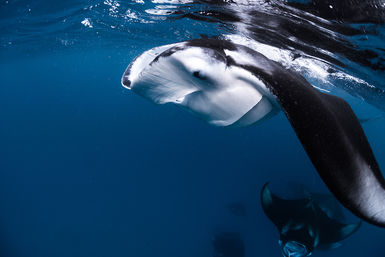 Manta ray, Palau