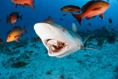 Shark eating