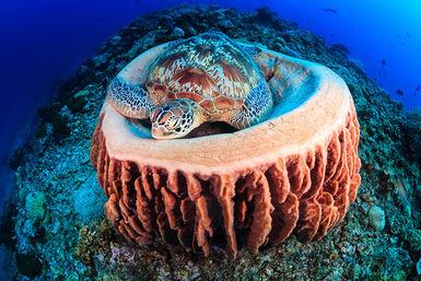 Turtle resting
