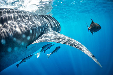Whale shark gills