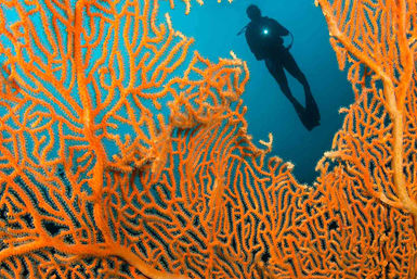 Coral diver