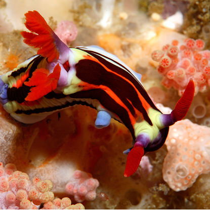 Macro diving