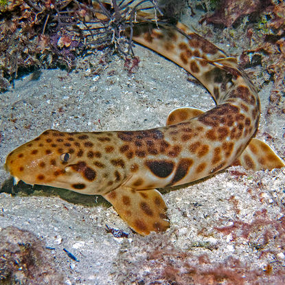Epaulate shark