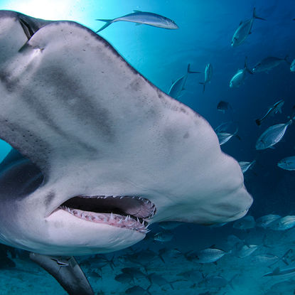 Hammerhead nose