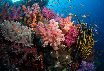 soft coral fiji