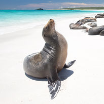 sea lion