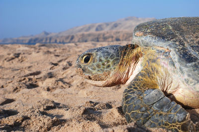turtle oman