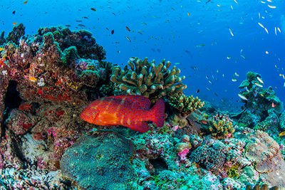 grouper Seychelles