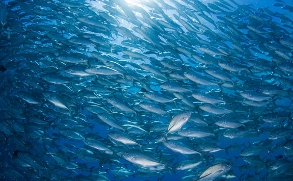 barracuda