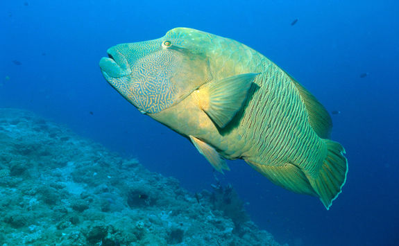 napoleon fish