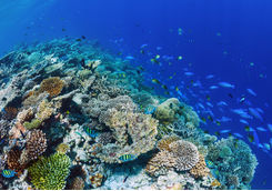 coral reef