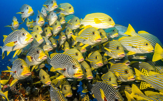 sweetlips