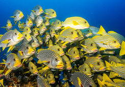 sweetlips