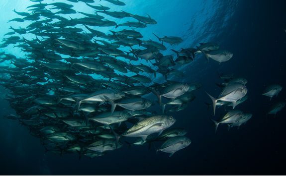 school-of-fish