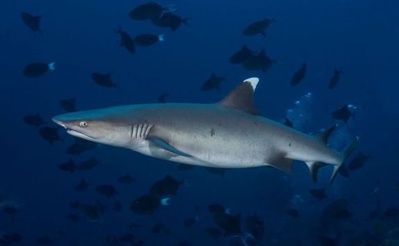 triaenodon obesus