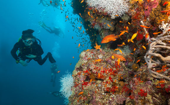 woman diver coral