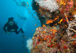 woman diver coral