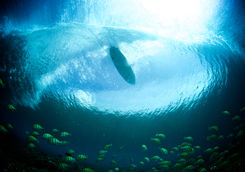 surfing maldives