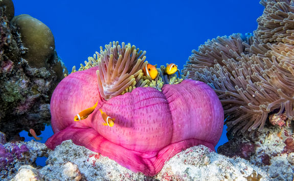 anemonefish