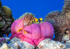 anemonefish
