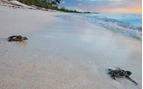 baby turtles