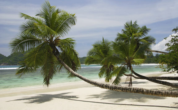 palm trees