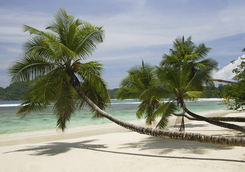 palm trees