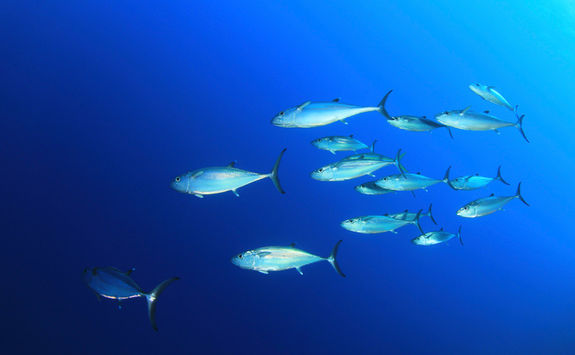 school of dog tooth tuna