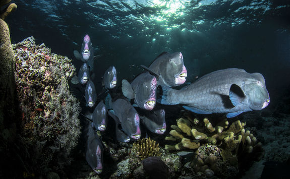 Bumphead Parrotfish