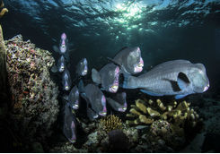Bumphead Parrotfish