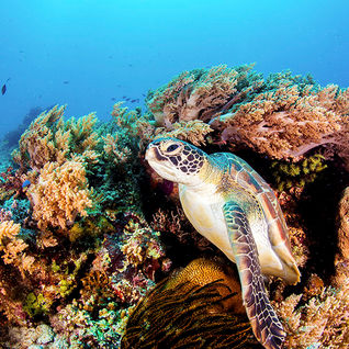 turtle 
