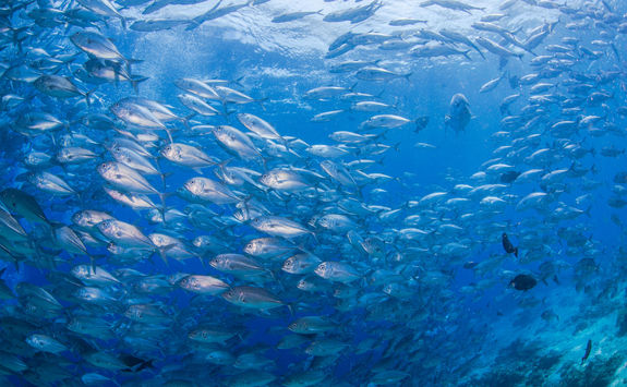 Bigeye Trevally