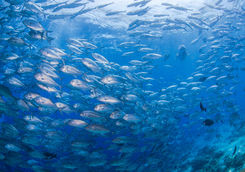 Bigeye Trevally