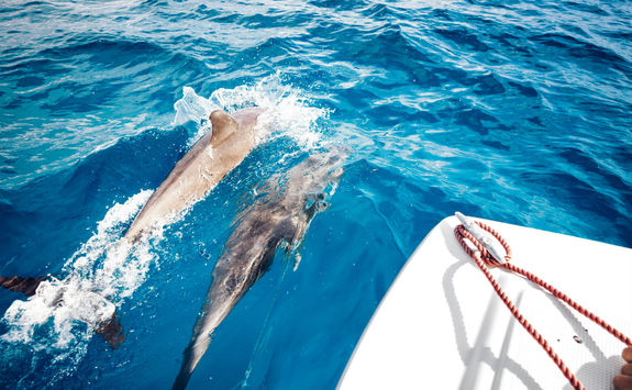 Dolphins, Seychelles