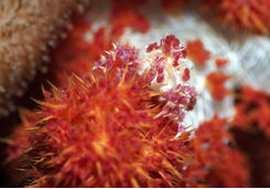 candy crab