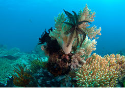 coral apo island