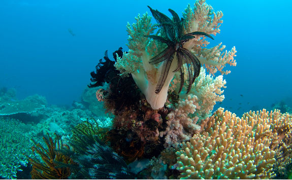 coral apo island