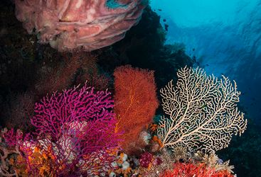 coral diving