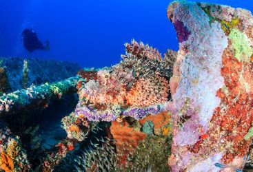 scorpionfish