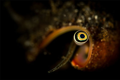 hermit crab