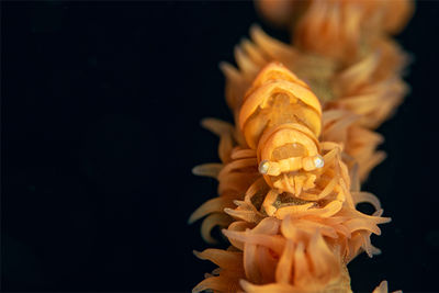 whip coral shrimp