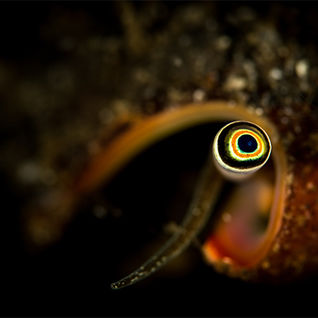 hermit crab