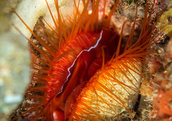 electric fileclam