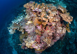 coral reef