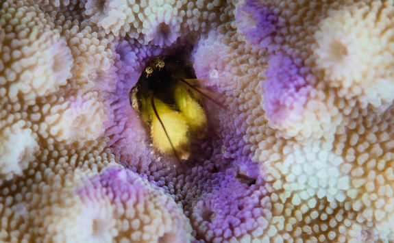 hermit crab