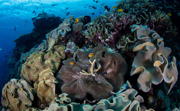 anemonefish