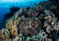 anemonefish