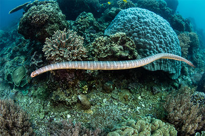sea snake