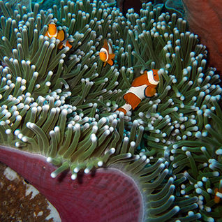 anemonefish 