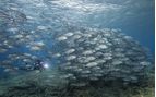 scuba diving solomon islands
